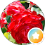 Cynthia C. Avatar